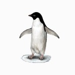 scientificillustration